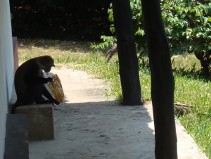 Stealthy monkey and the stolen crackers (he even has a cracker hanging out of his mouth)