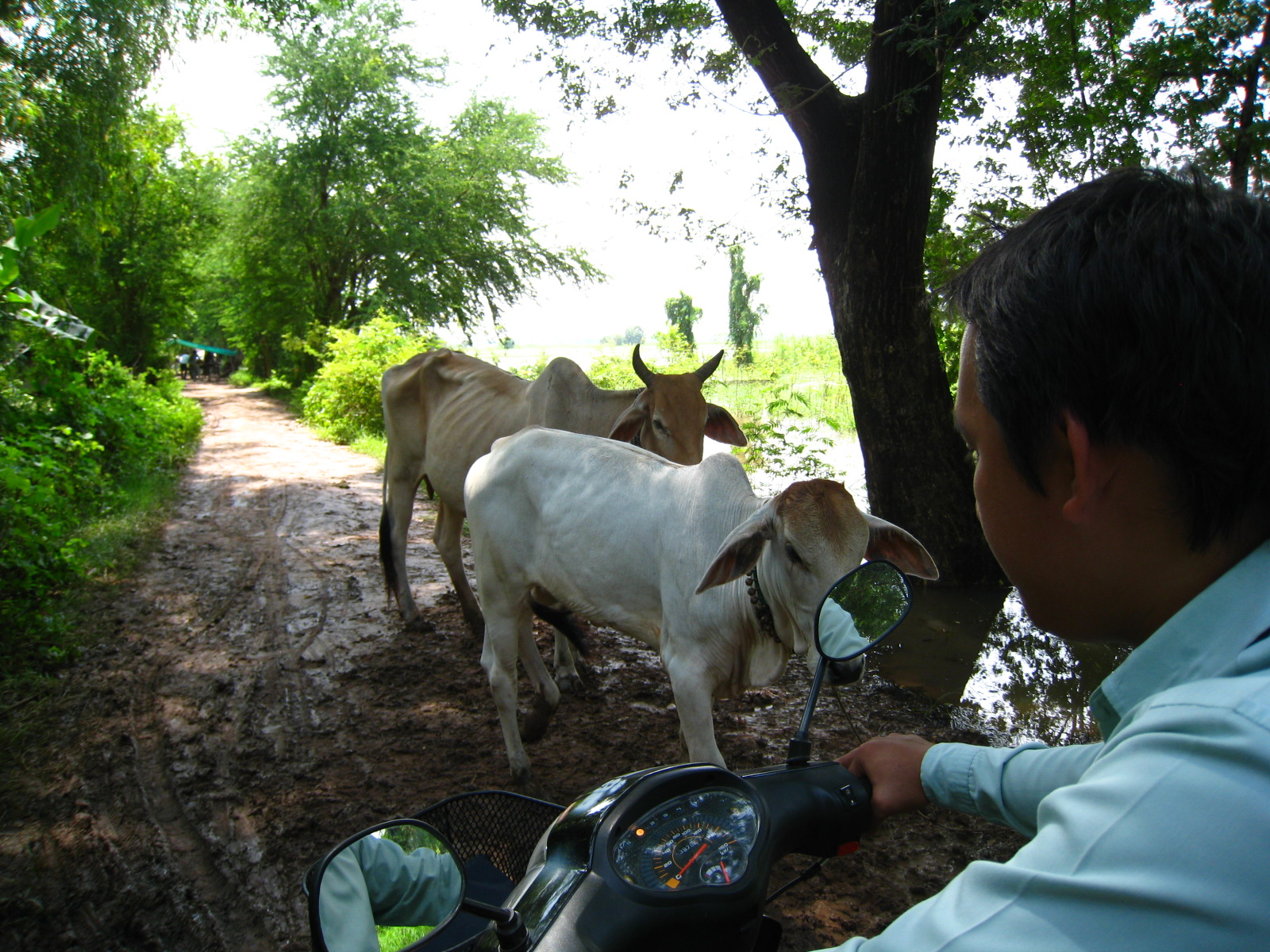 The only thing between us and the Kiva borrower are some mean looking cows.