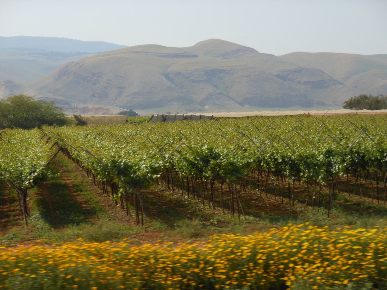 An unexpectedly green landscape in the Jordan Valley - Philip Issa, Palestine