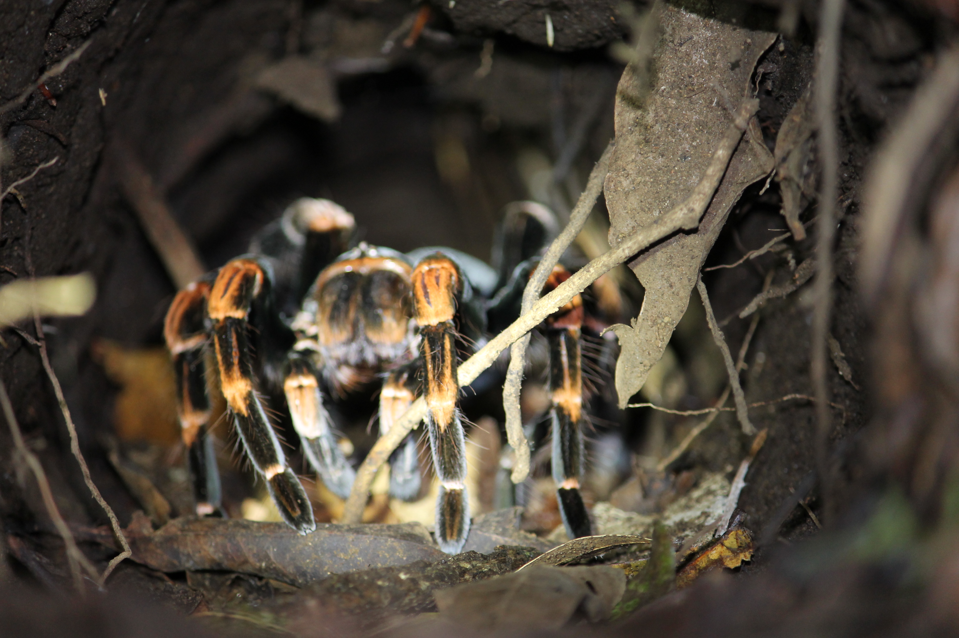 tarantula in Monteverde