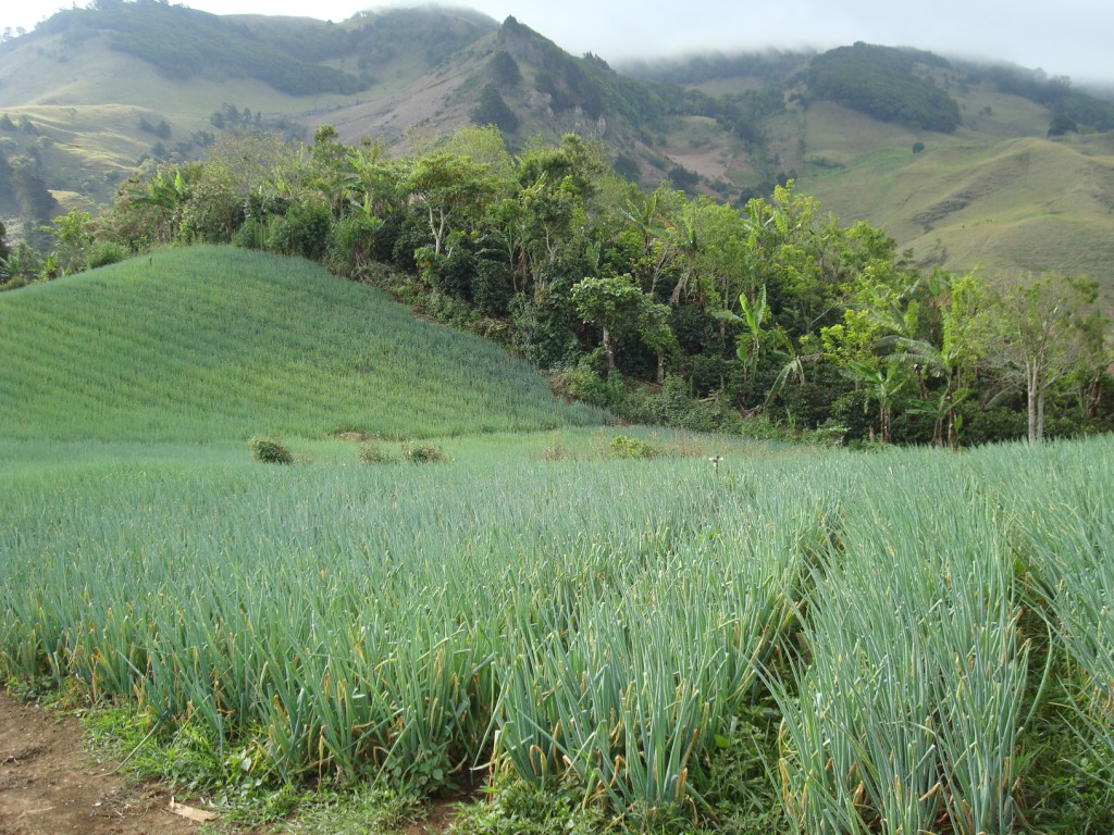 An EDESA borrower's chive fields in beautiful Costa Rica