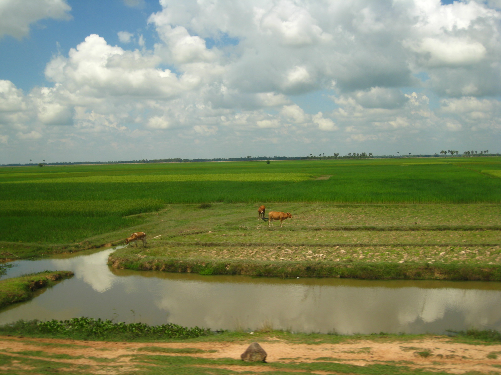 rice fields of green