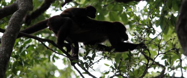 mother and baby monkey feeding