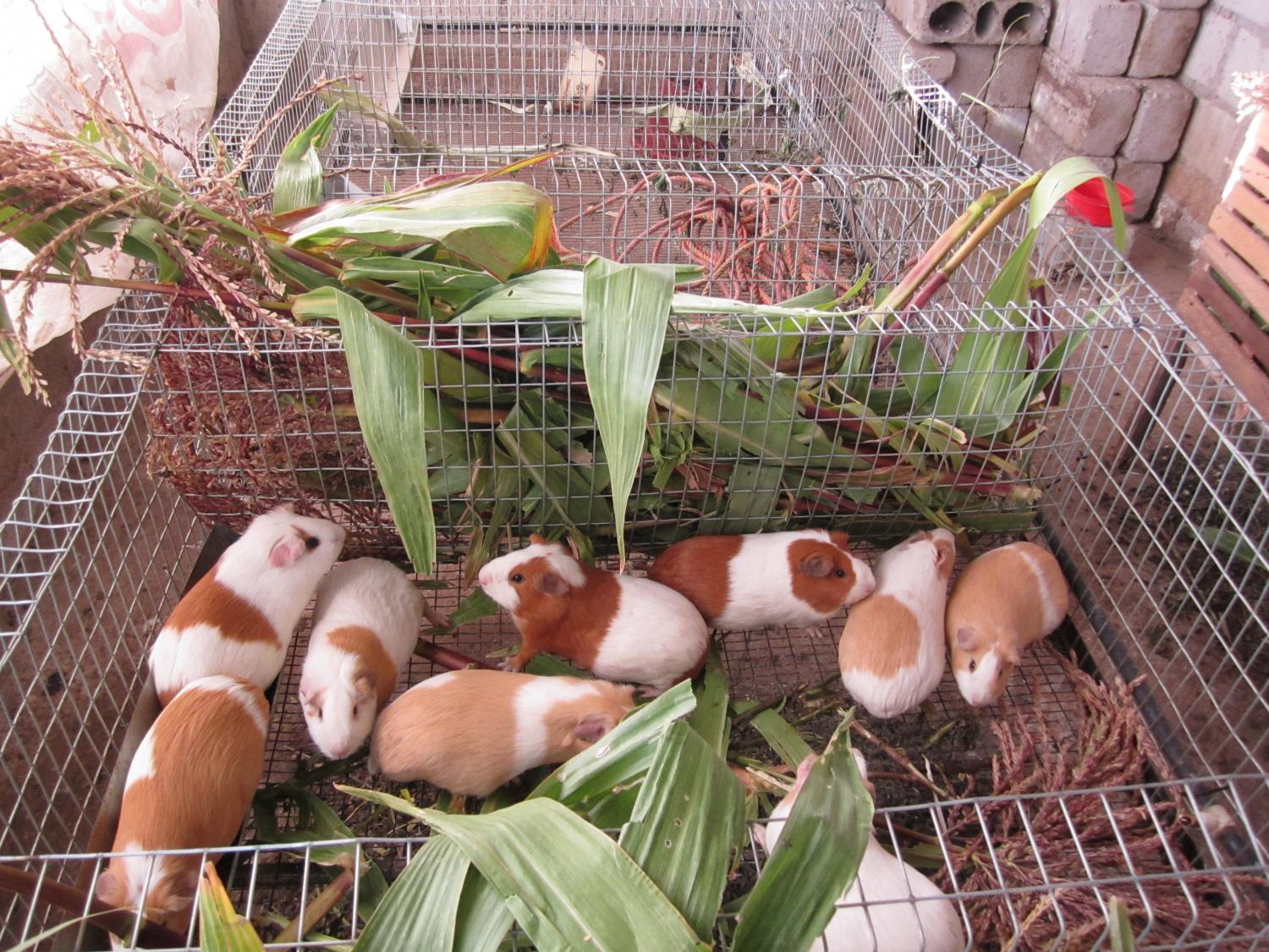 guinea pig food for sale