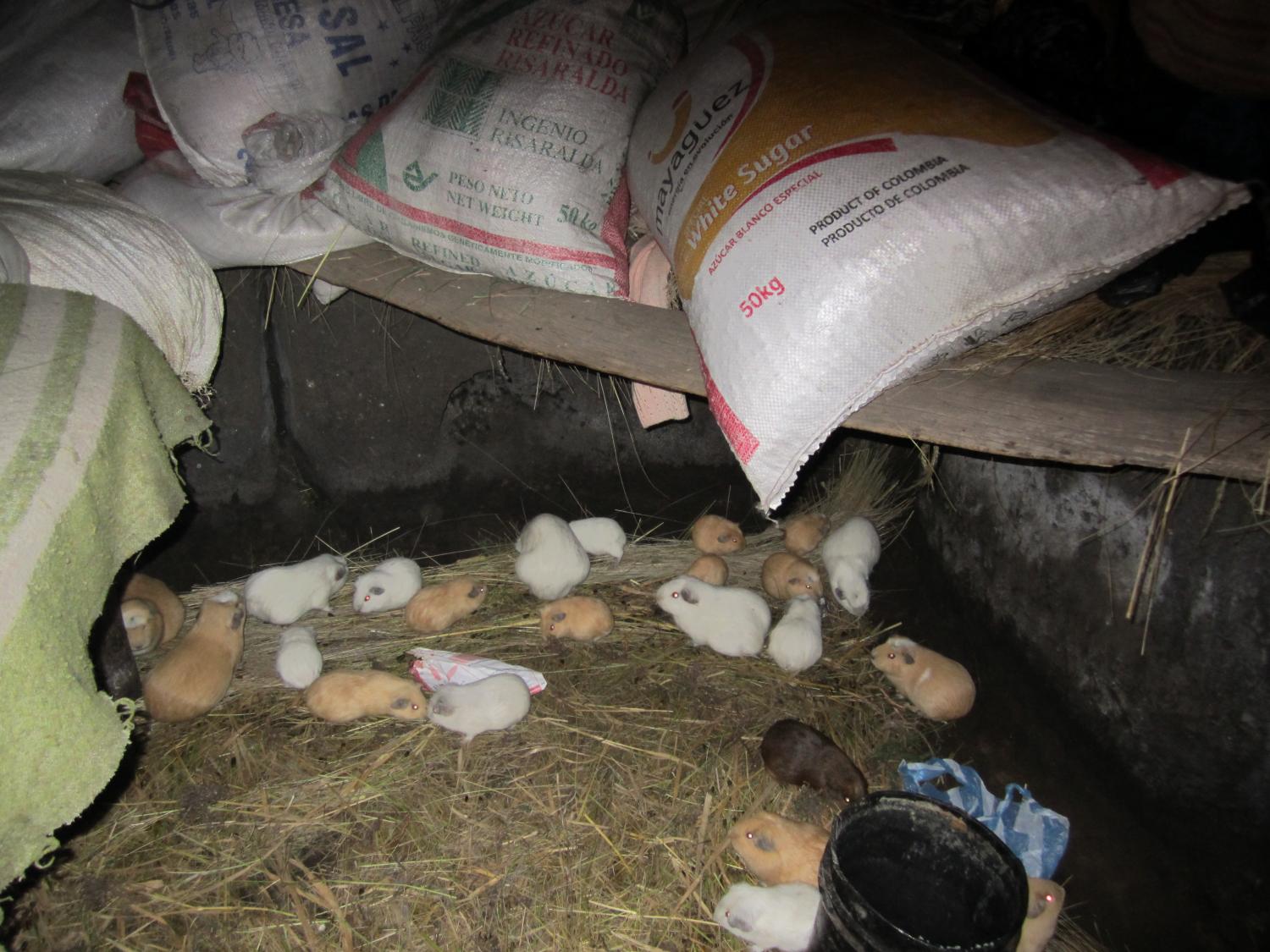 Guinea Pig. It’s What’s for Dinner. Kiva